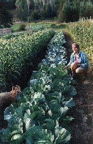 Our garden