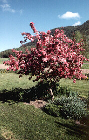 tree.jpg - 29.0 K