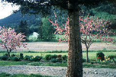 A view of our fields